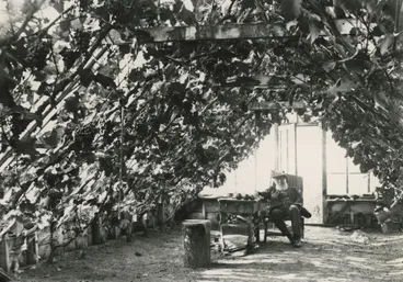 Image: Stevenson's Vinery