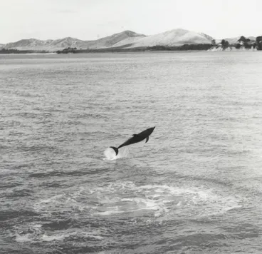 Image: Opo the dolphin, Opononi