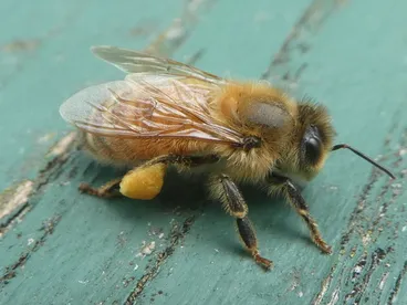 Image: Western Honey Bee