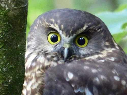 Morepork