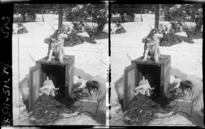 Sled dogs, showing one in a kennel, one sitting on top and another nearby, Mount Cook National Park, Canterbury Region
