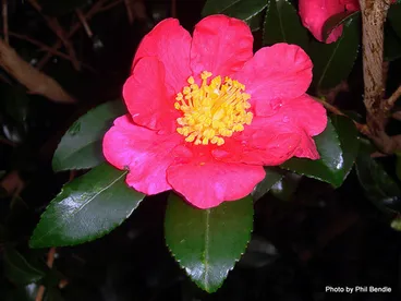 Image: 'Crimson King' Camellia sasanqua 'Crimson King'