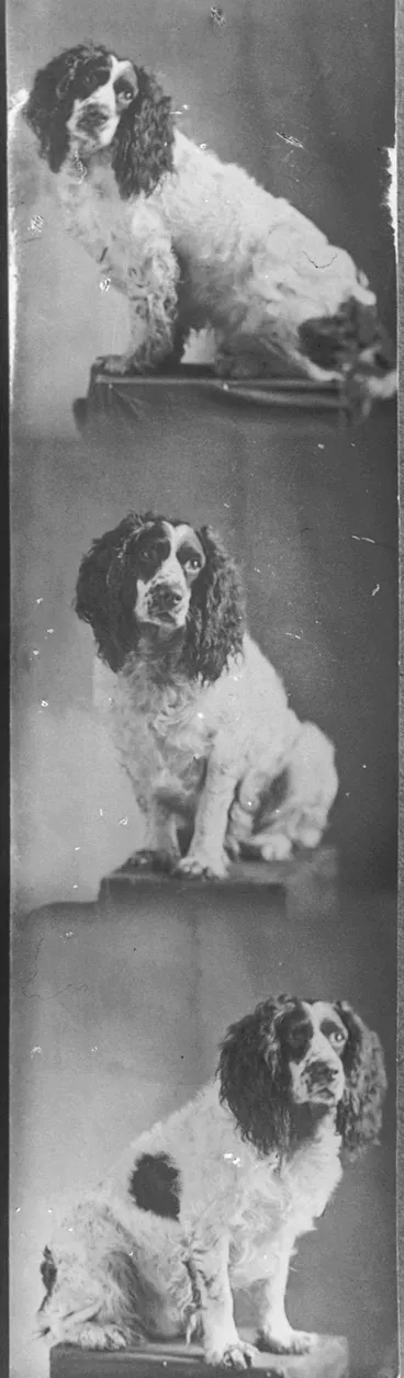 Image: Mrs Wilson's dog