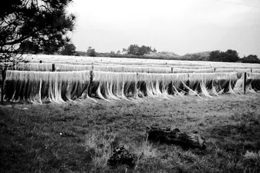 Image: Flax drying at the Flax mill, 1956