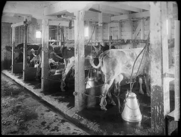 Image: Cows being milked by a Rudd machine