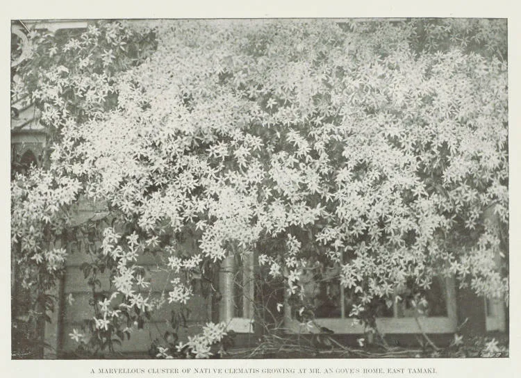 A marvellous cluster of native clematis growing at Mr Angove's home, East Tamaki