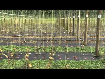 Image: Breeding Psa resistant kiwifruit