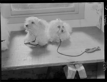 Image: Poodles participating in the Dog Show at the Wool Store in Wellington