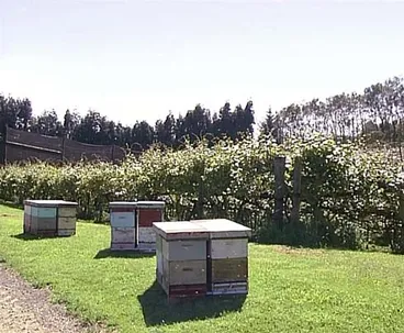 Image: Beehives in an orchard