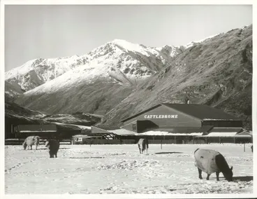 Image: Agriculture - Cattle