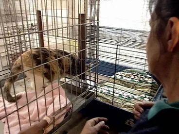 Image: SPCA animal rescue