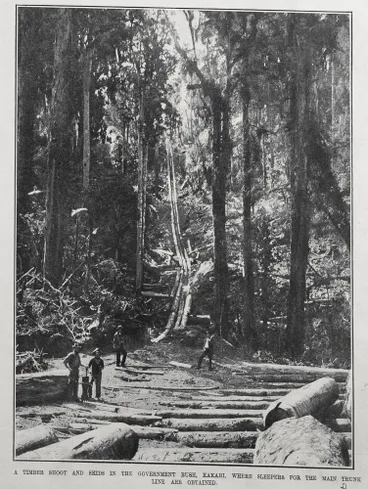 Image: A timber chute in the Government Bush at Kakahi