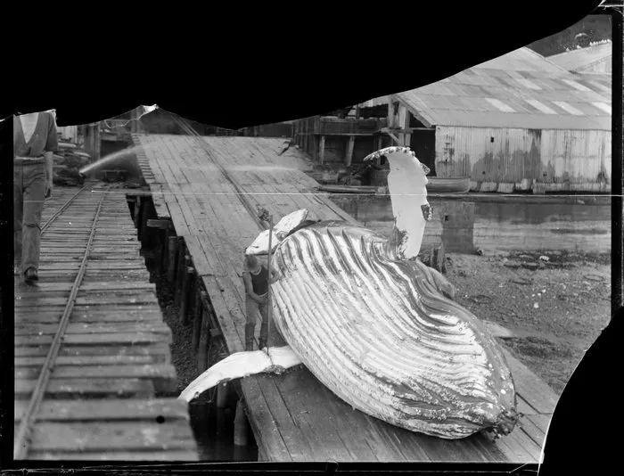 A man cutting off the fin of a dead whale, whaling station, Whangamumu, Northland