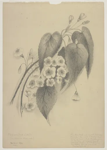 Image: Harris, Emily Cumming, 1837-1925: Plagianthus Lyalli (Hoihere or Whau-whi). 30 June 1892.
