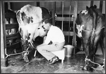 Image: Farmer milking cows by machine - Photograph taken by H Drake