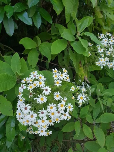 Image: Brachyglottis hectorii