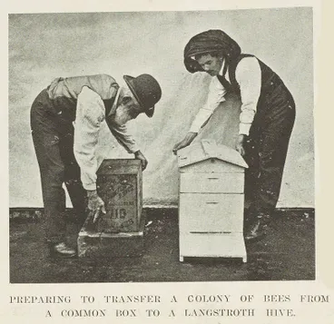 Image: Mr I. Hopkins transferring and handling bees
