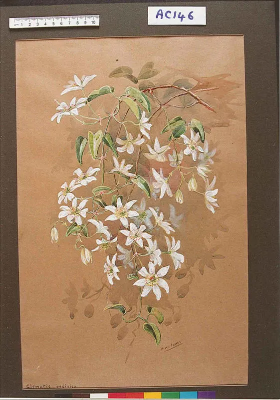 Clematis indivisa