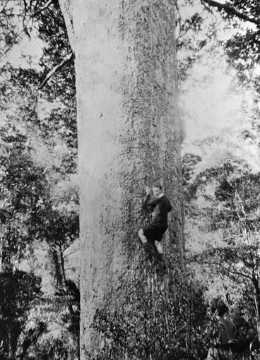 Image: Climbing a kauri tree, Anawhata.