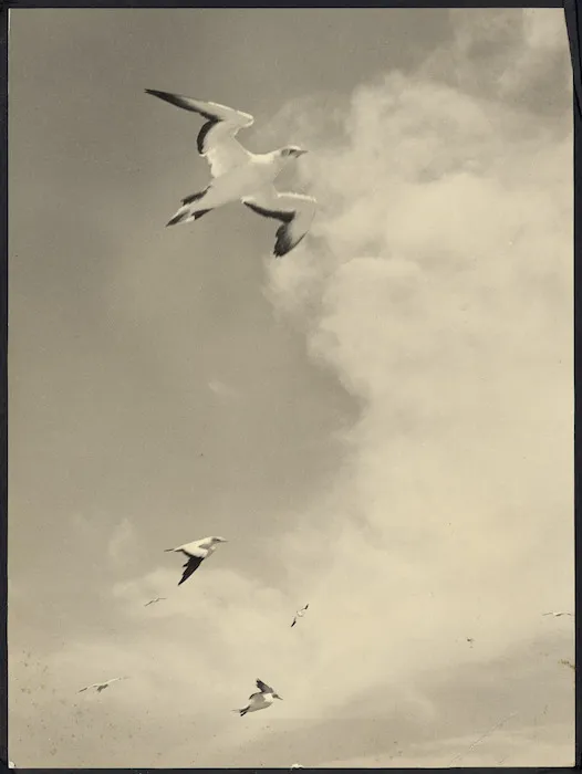 Gannets in flight