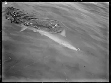 Image: Shark in the open sea