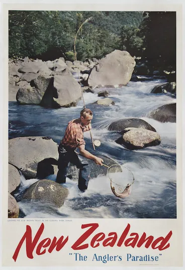 Image: Pictorial Publications Ltd :New Zealand, "the angler's paradise". Landing an 8 1/2 lb brown trout in the Cleddau River, Otago. [1960s?]