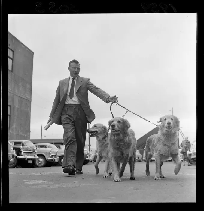 NZ Dog Show and an unidentified man walking three dogs, [Winter Show Buildings?], Wellington City