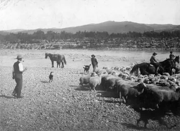 Image: Sheep Droving
