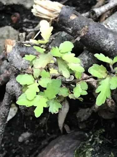 Pittosporum divaricatum