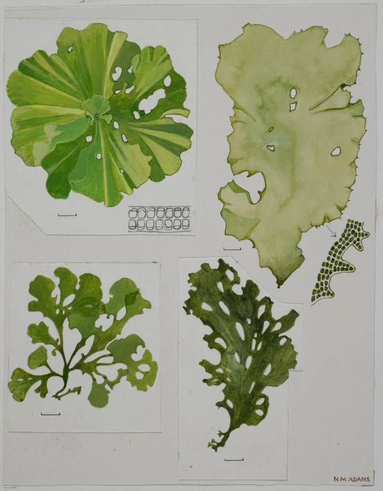 Watercolour illustration of the Ulva seaweed, Plate 1 from 'Seaweeds of New Zealand'