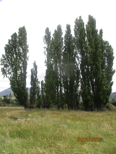 Black Poplar