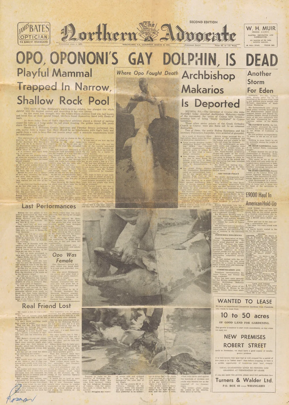 Opo, Opononi's gay dolphin, is dead