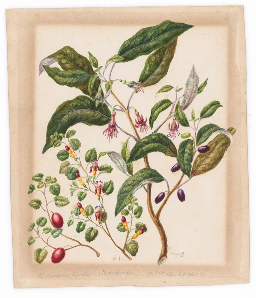 Creeping fuchsia - fuscia procumbens, Konini - fuscia excorticata