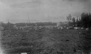 Image: Apiary - Matamata Estate