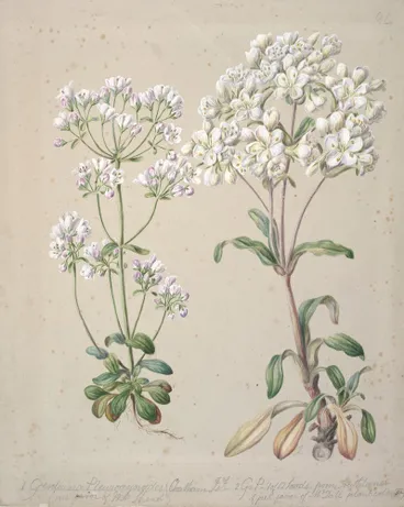 Image: [Gentiana pleurogynoides; Chatham Islands and Southland]