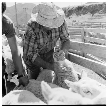 Image: Scenes on a sheep farm