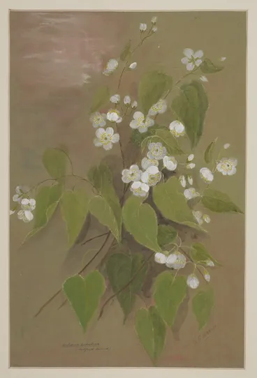 Image: Harris, Emily Cumming, 1837-1925: Hoheria populnea (Milford Sound). [ca 1890]