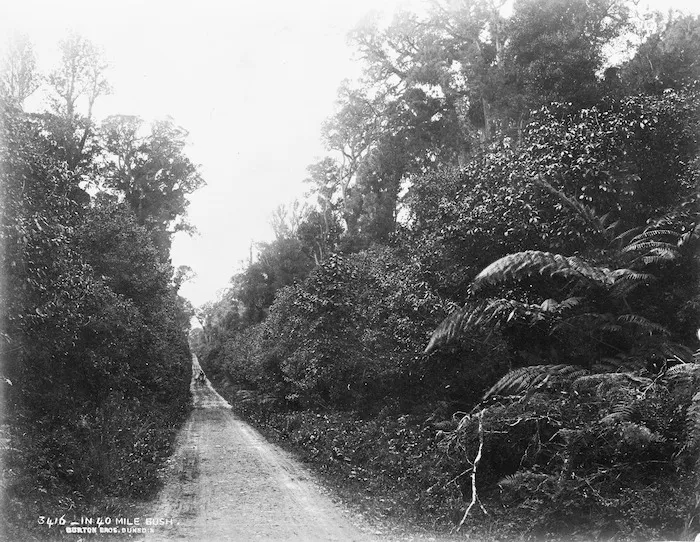 Burton Brothers (Dunedin), 1868-1898 : Forty Mile Bush, Wairarapa
