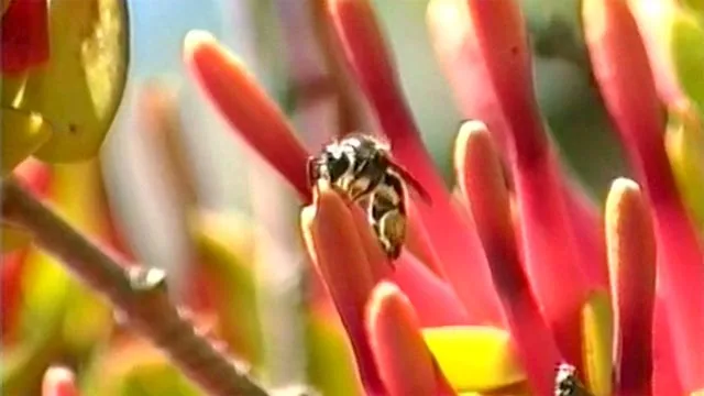 Pollinating mistletoe