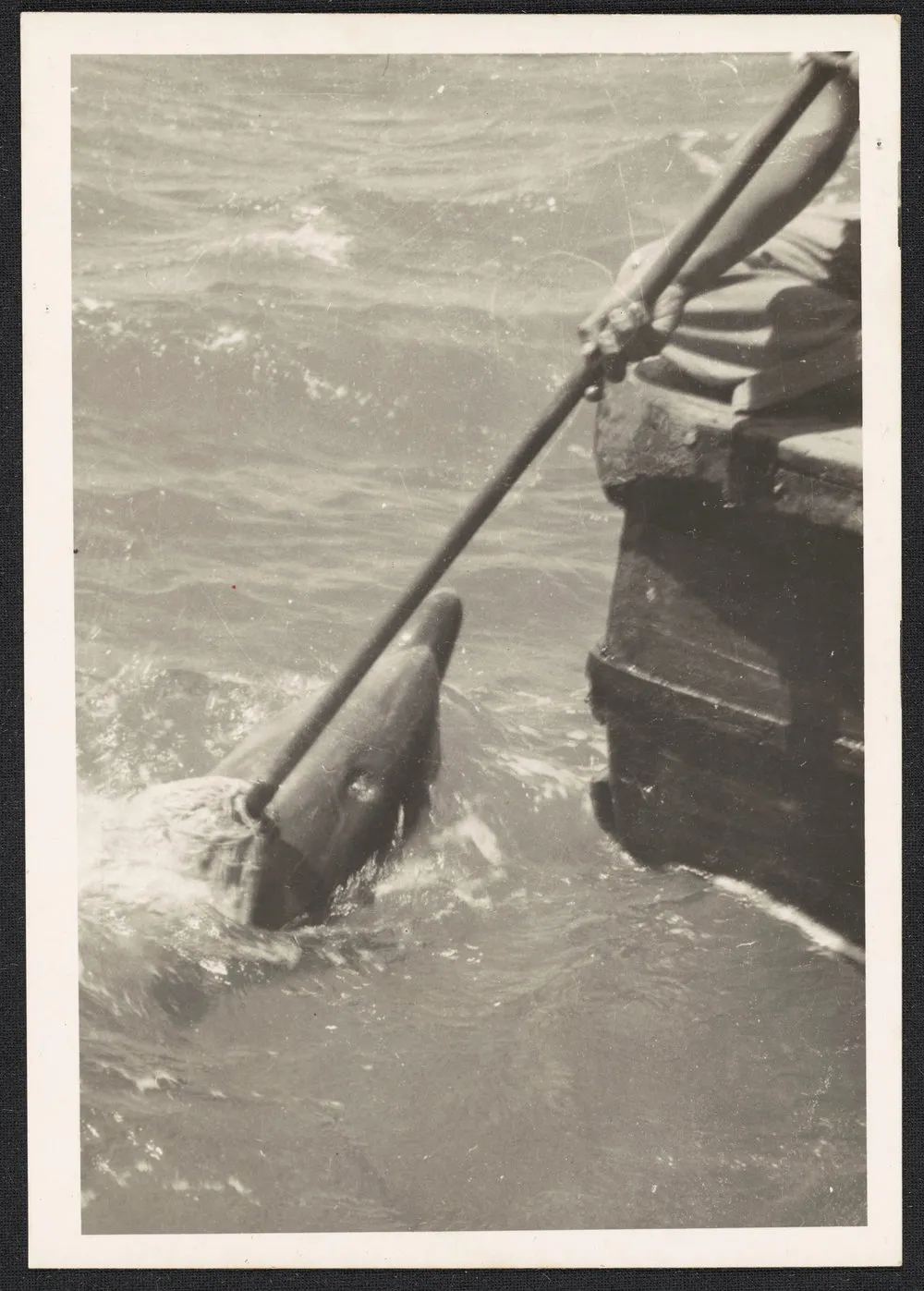 Opo the dolphin being rubbed with a mop