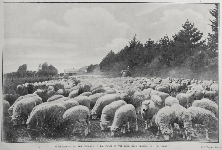 SHEEP-DROVING IN NEW ZEALAND: A BIG FLOCK ON THE ROAD NEAR OPOTIKI, BAY OF PLENTY