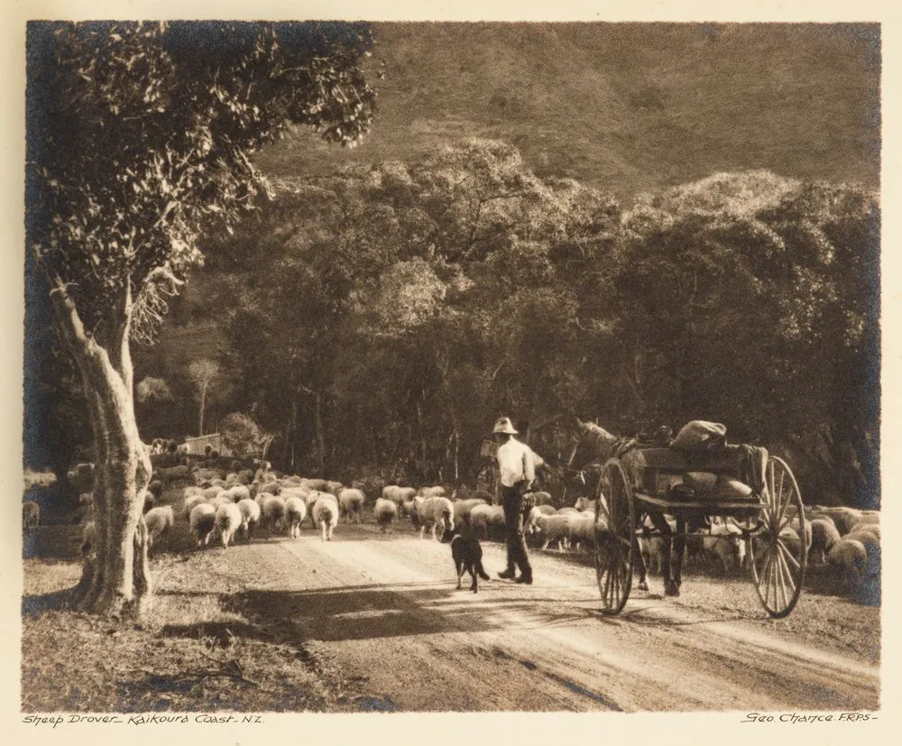 Sheep drover, Kaikoura coast