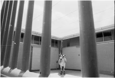 Image: Exercise yard at maximum security station, Somes Island