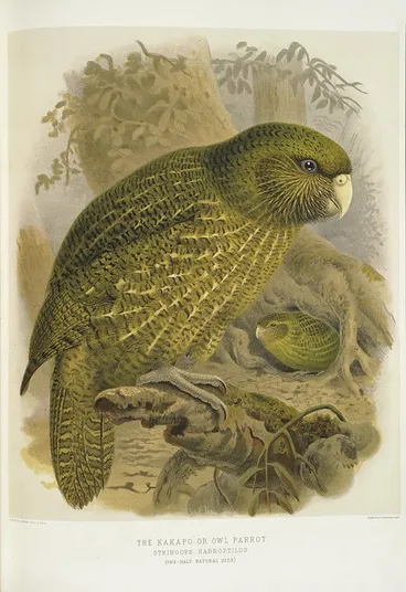 Image: Keulemans, John Gerrard 1842-1912 :The kakapo or owl parrot. Stringops habroptilus. (One-half natural size). / J. G. Keulemans delt. & lith. [Plate XIX. 1888].