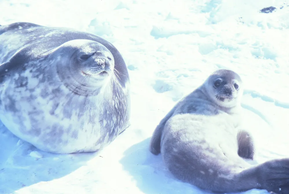 Weddell Seal and Pup
