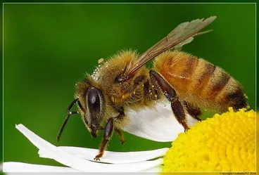 Image: Honey Bee