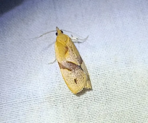 Apoctena pictoriana
