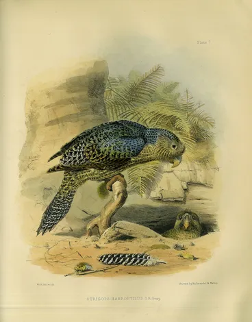 Image: The Zoology of the Voyage of H.M.S. Erebus & Terror: under the command of Captain Sir James Clark Ross, R.N., F.R.S., during the years 1839 to 1843