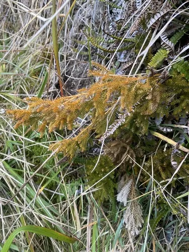 Austrolycopodium fastigiatum