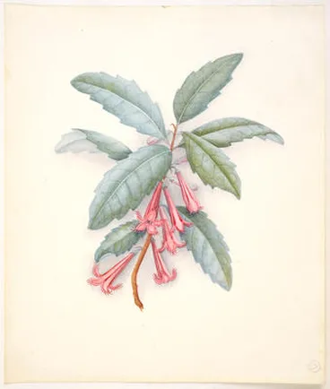 Image: Toropapa or shrubby honeysuckle – Alseuosmia macrophylla